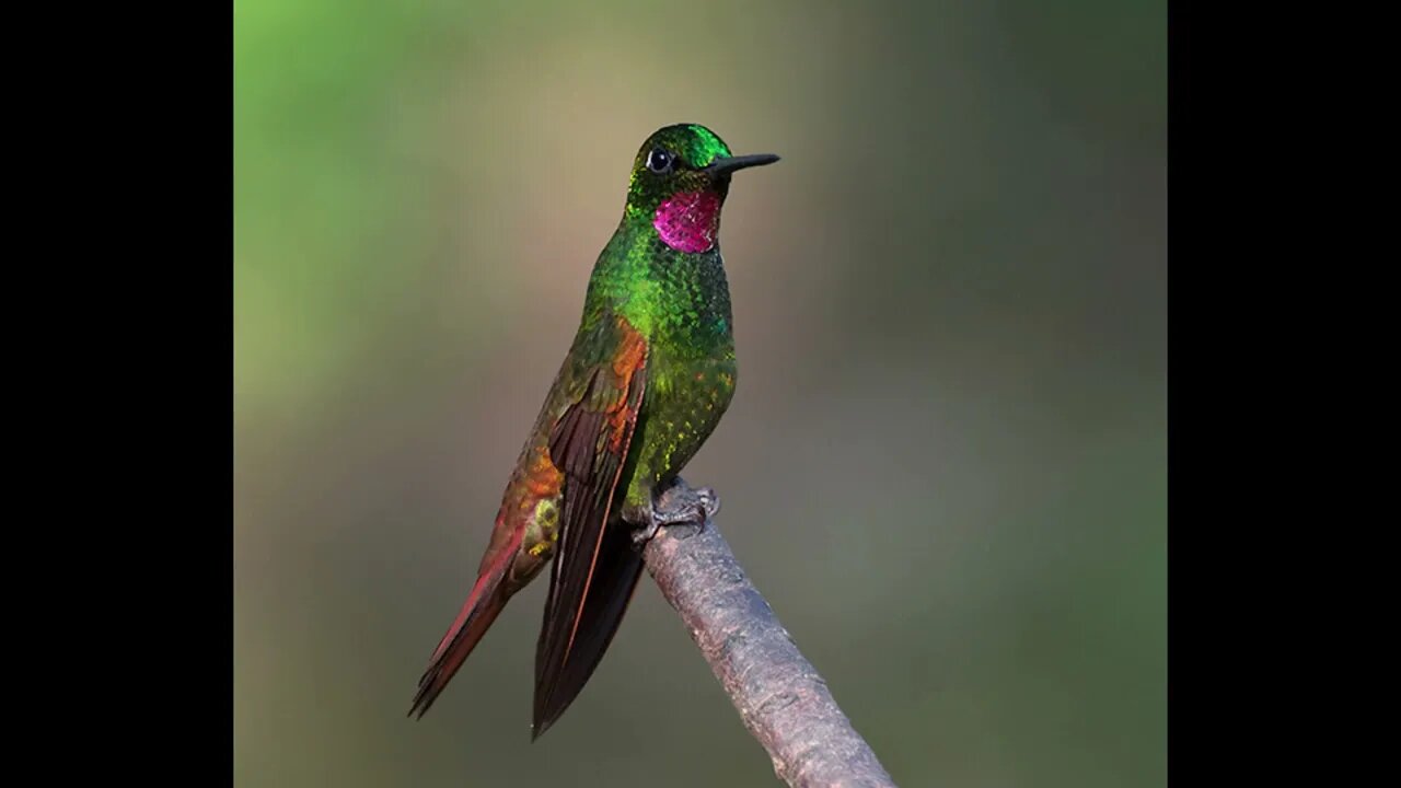 canto beija flor rubi