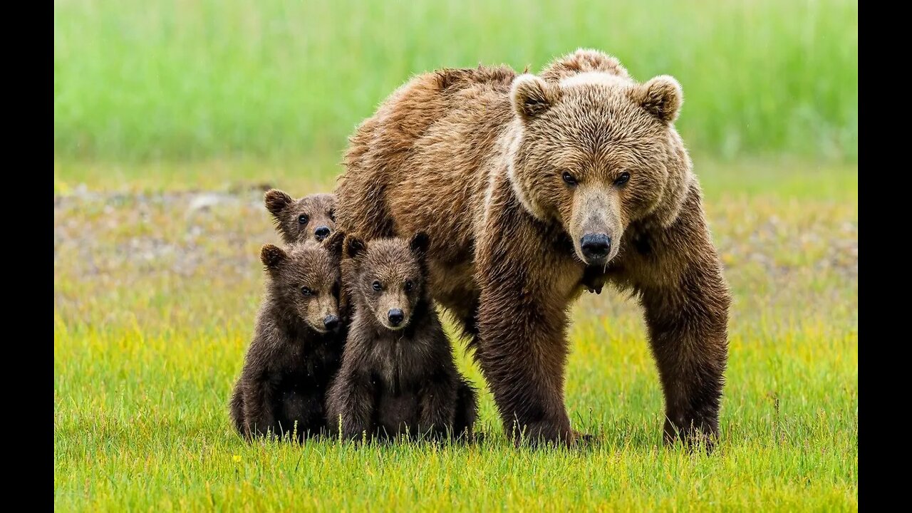 Don’t Mess With A Mama Bear And Here’s Why... | Church and State