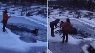 Horse accidentally falls into frozen backyard pool