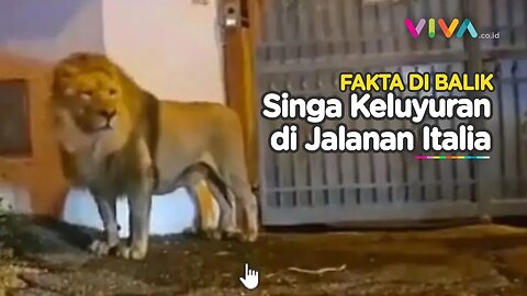 Warga Italia Panik dan Keheranan, Singa Keluyuran di Jalanan