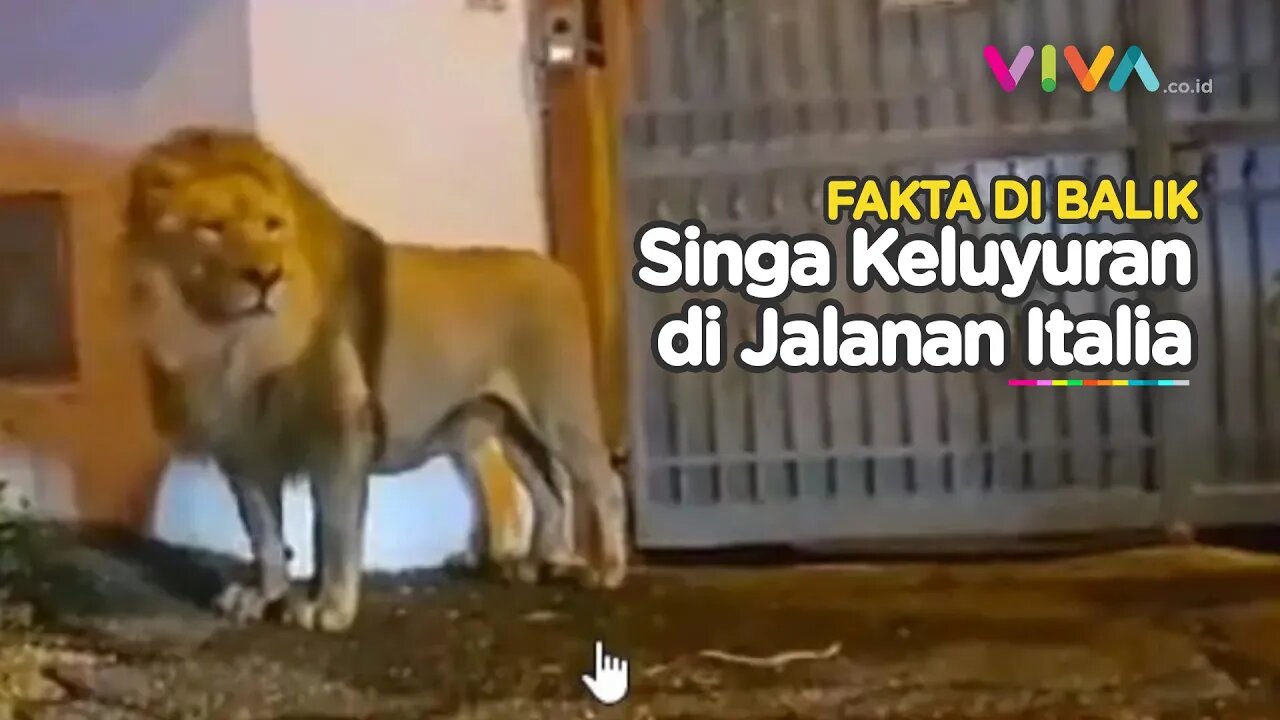 Warga Italia Panik dan Keheranan, Singa Keluyuran di Jalanan