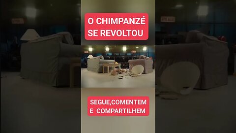 O chimpanzé se revoltou