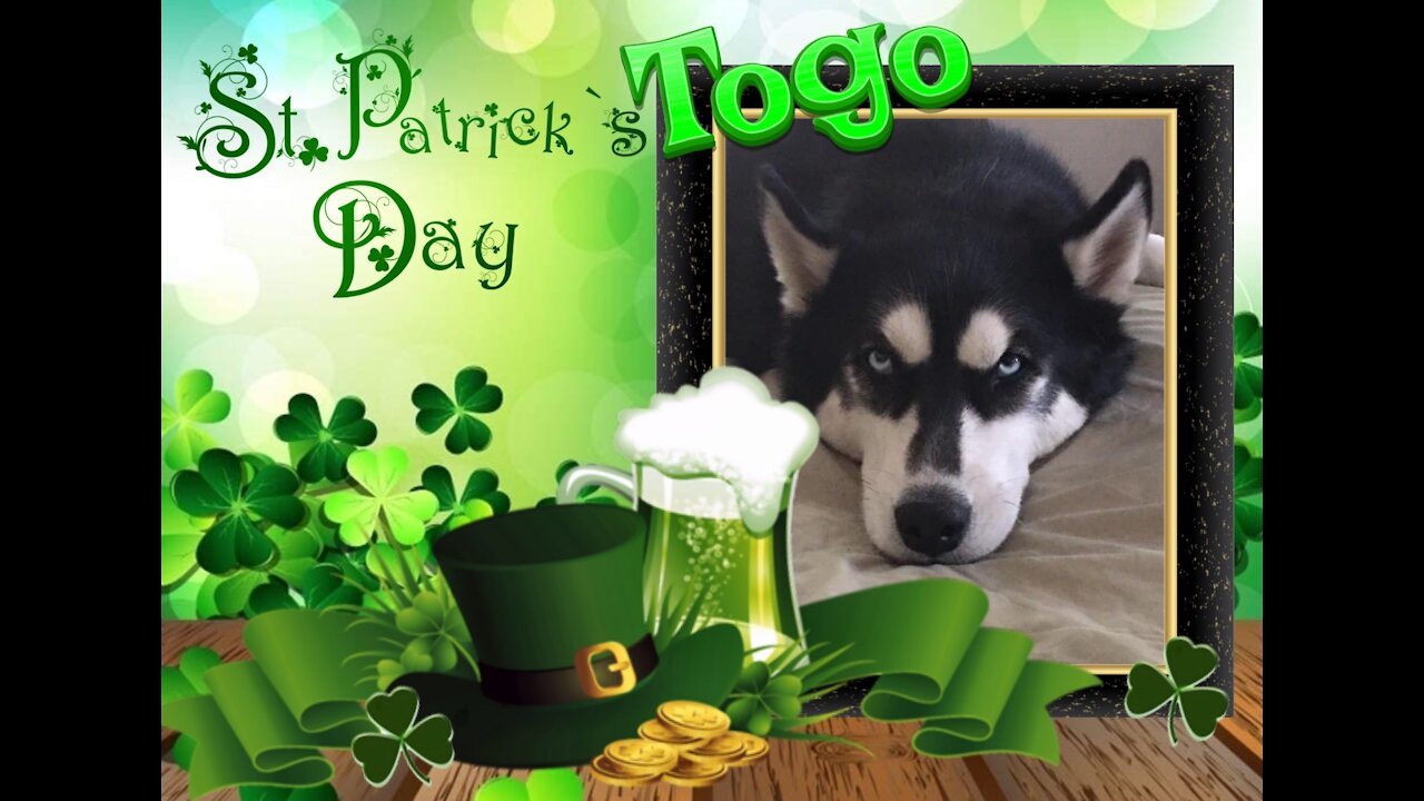 My Husky, My Best Friend St. Patrick's Day