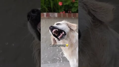 Still turned out cute not my doggo