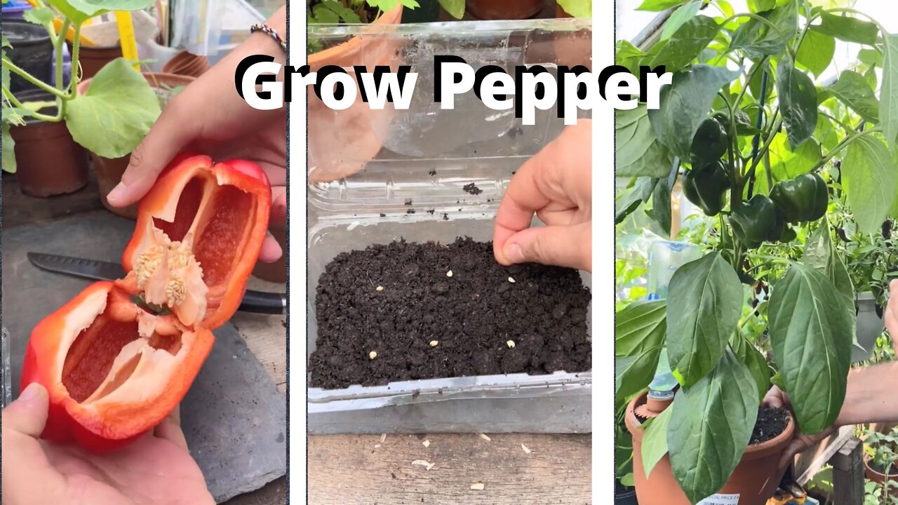 Cultivation | Grow Pepper