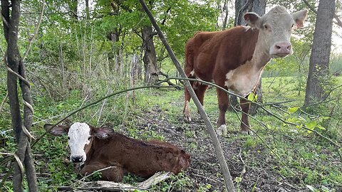 Wrapping up spring calving and spring cleaning.