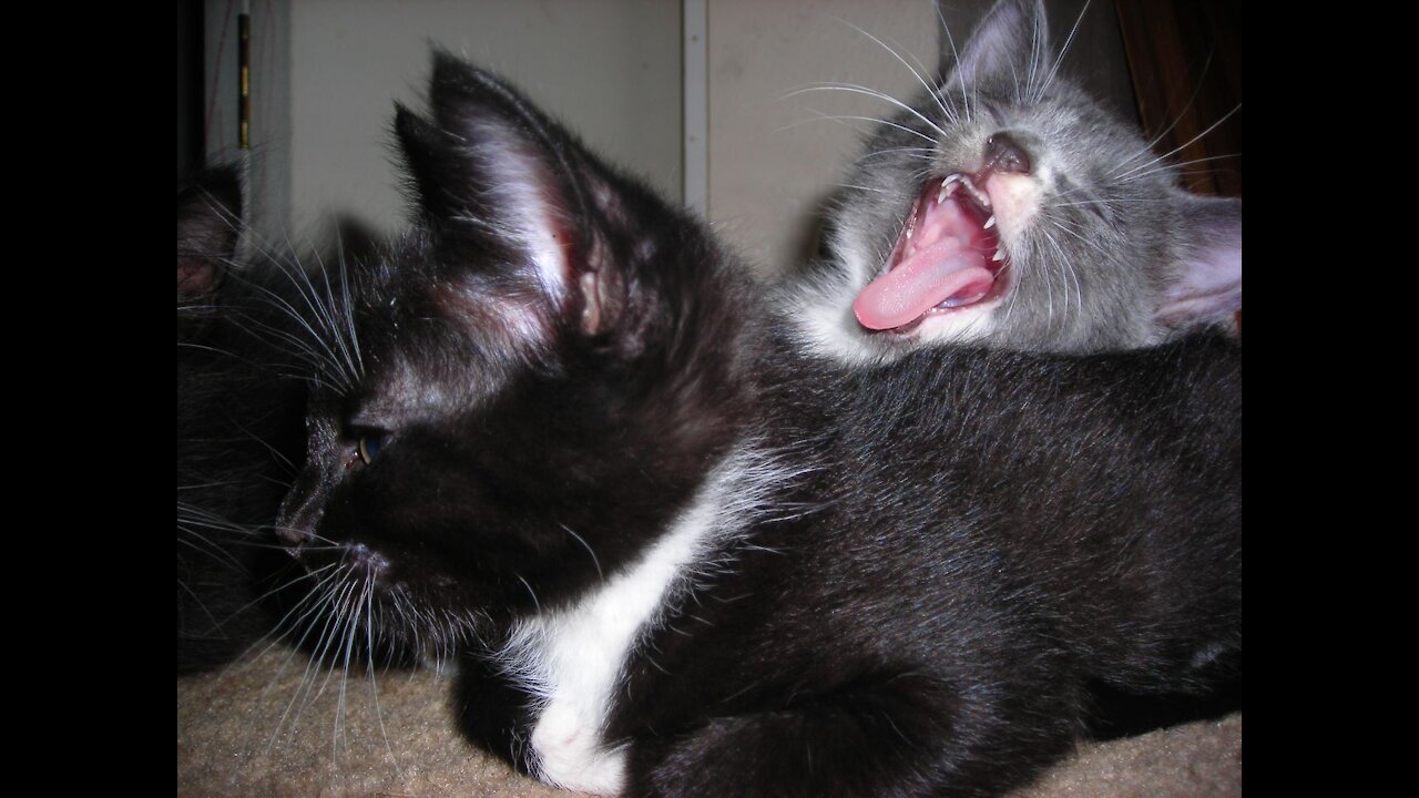 OMG 😂 😹 Cats Are Hilarious! Try Not To Laugh Challange