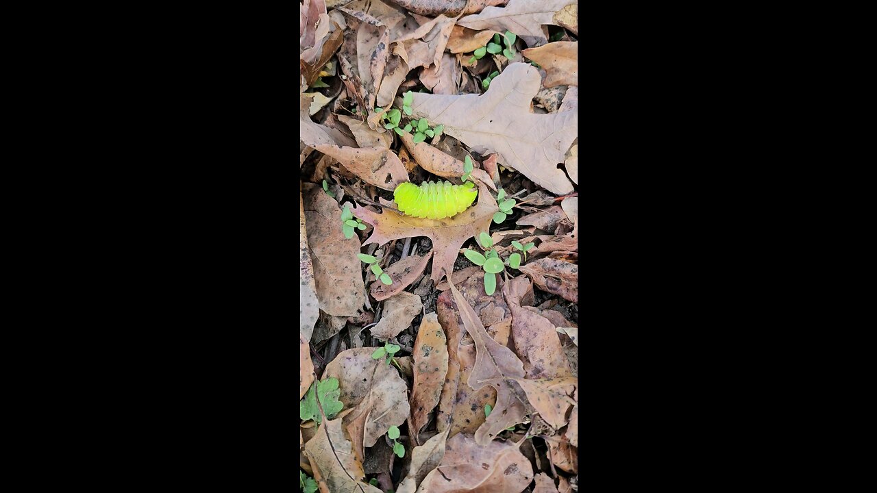 🐛The Green Monster🐛