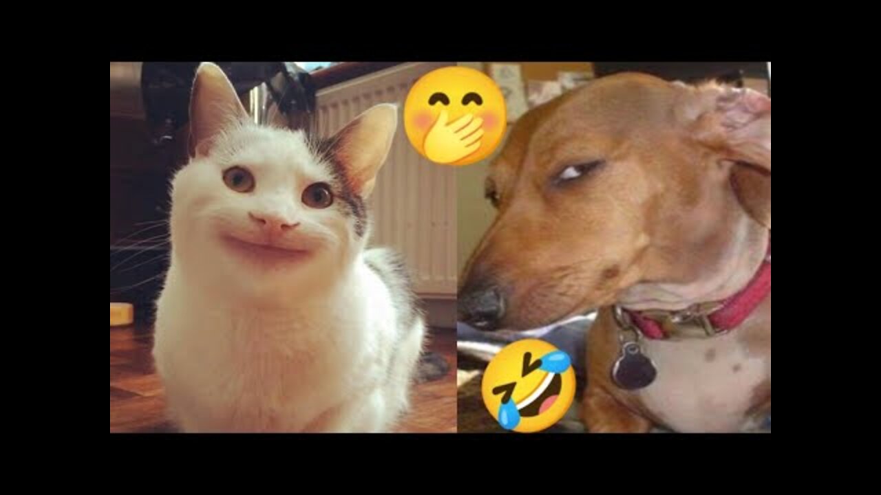 CATS| FUNNY ANIMALS 2022