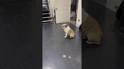 Hey What are you Doing? 😂 #dogsofyoutube