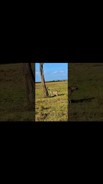 Cheetah Scent-marking #shorts | #ShortsAfrica
