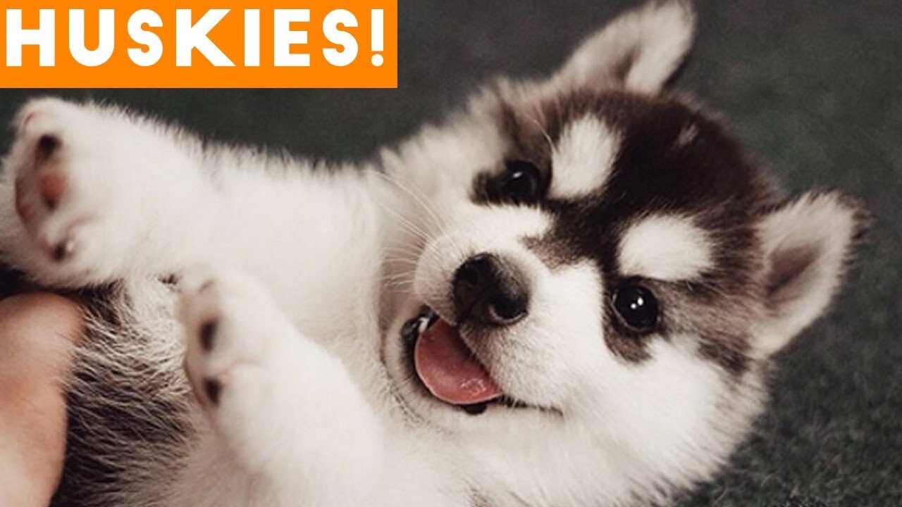 The Funniest and Cutest Husky Compilation