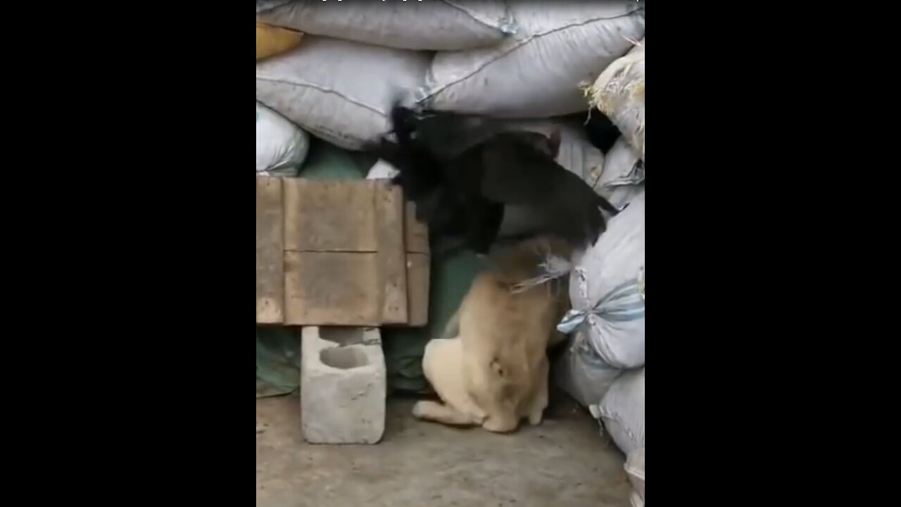 Watch This Dog Gets Humiliated By A Chicken