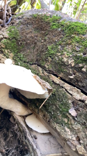 Brilliant white mushrooms spotted