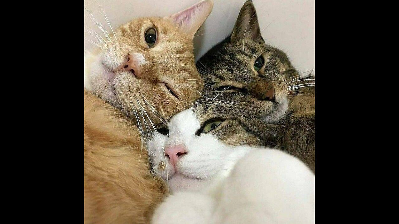 cat family😻