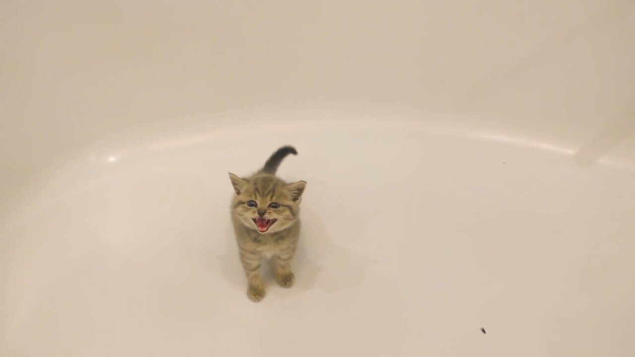 LITTLE KITTEN DONT WANNA TAKE A SHOWER