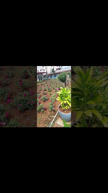 Rose blossoms 🌹🌹