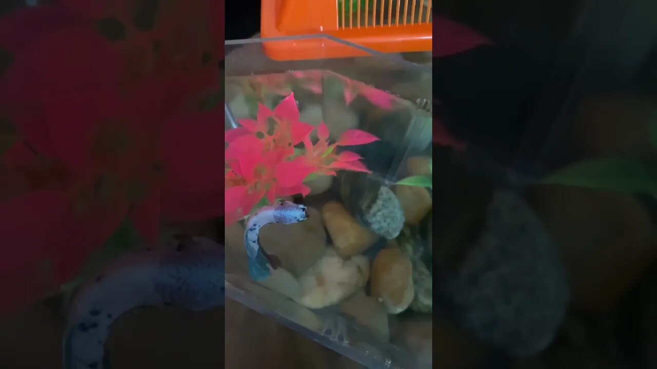 Betta fish feeding #betta #bettafish #petfish