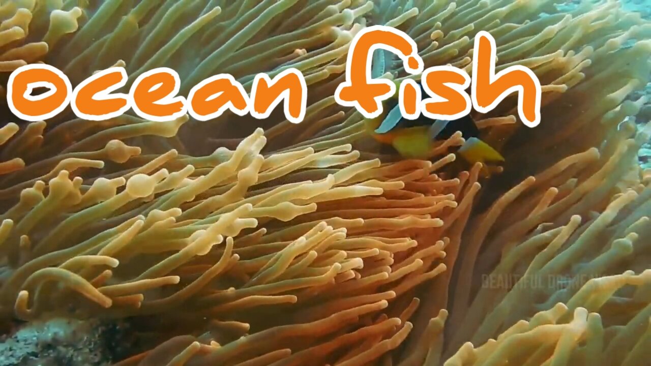 Ocean fish(010278)