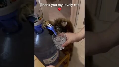 Cat allows Human to have water..