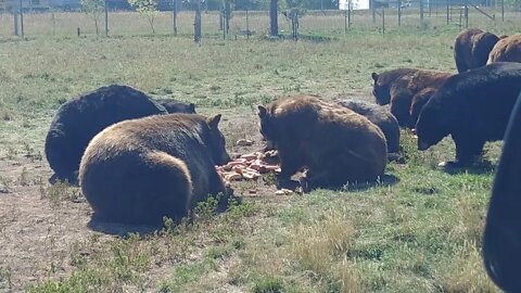 Bears getting their grub on