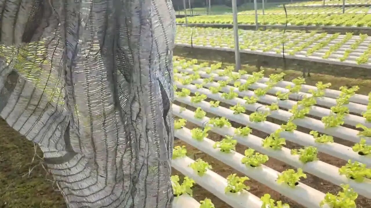 NFT Nutrient Film Technique lettuce and other greens in Central Thailand