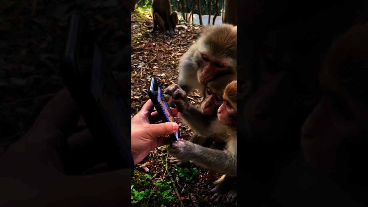 monkey watch mobile 😂😆