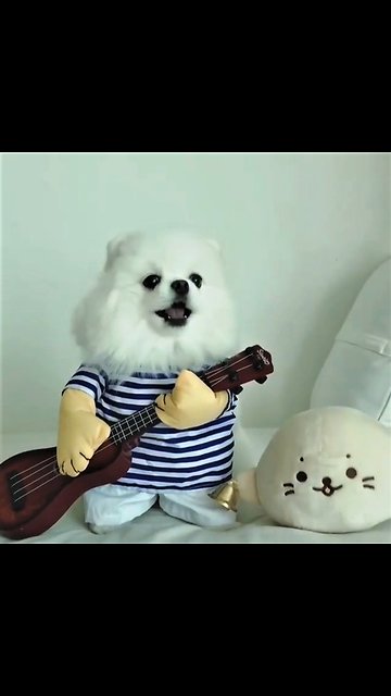 Pomeranian puts on hilariously adorable show
