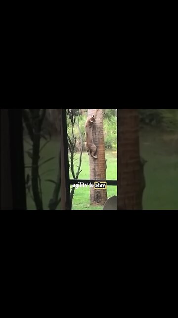 Bobcat Shows Insane Agility with Squirrel