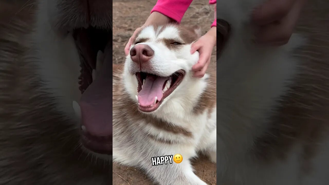 Moods of a Husky Dog