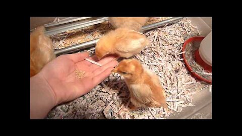 Hand Feeding the Chicks