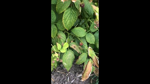 Struggling Raspberry Plant