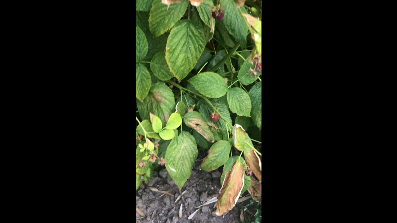 Struggling Raspberry Plant
