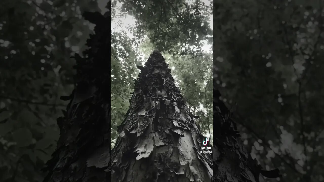 Walk through the woods #forrest #trails #hiking #trees #summer #scenic #hikes #georgia