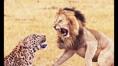 WILD VS WILD LION VS CHEETAH