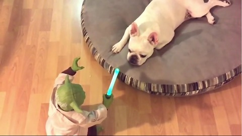 French Bulldog challenges Yoda, gets completely owned