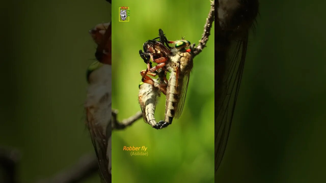 Hunting & Mating Robber fly #Robberhunt #Hunt #Mate #Company #conservation