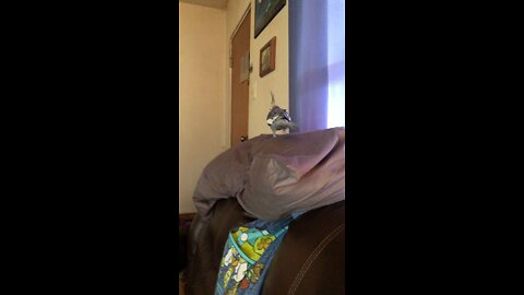 Cocktail Shakes on my pillow