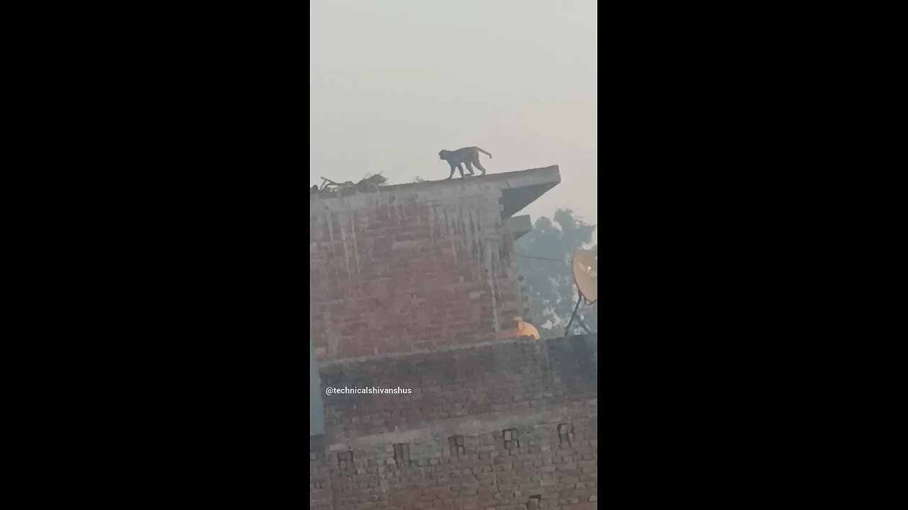 monkey🐒🐒 #funny #comedy#viral #trending #