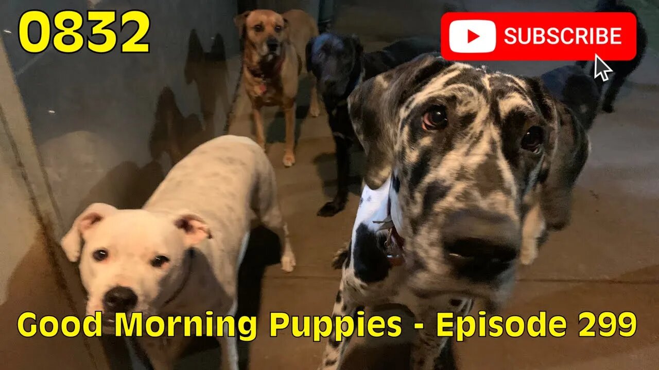 [0832] GOOD MORNING PUPPIES - EPISODE 299 [#dogs #doggos #doggies #puppies #dogdaycare]