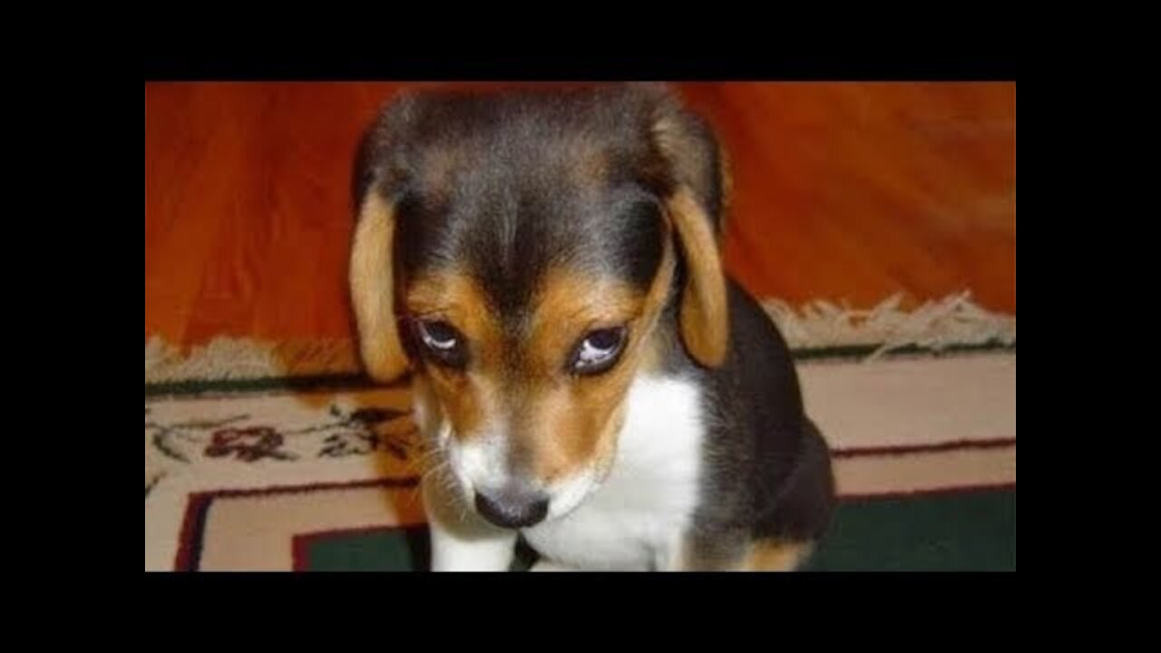 GUILTY DOGS - Funny Dogs Compilation