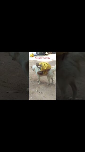 Best friends are dogs and monkeys #short#cute