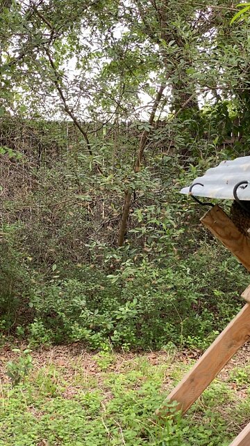 Clear Creek Limb hive is happy, healthy and casting a swarm! 8 months after being rescued from tree demolition on housing development site.