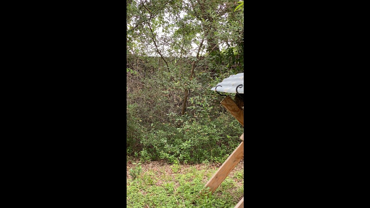 Clear Creek Limb hive is happy, healthy and casting a swarm! 8 months after being rescued from tree demolition on housing development site.