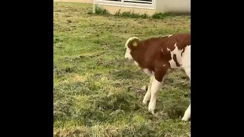 Cut Baby cow