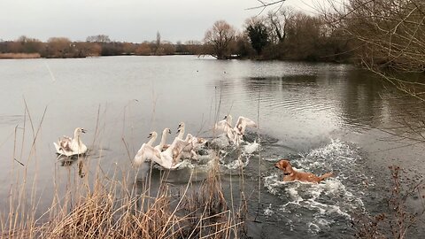 Swan vs dog | A dog plays nearby | kids