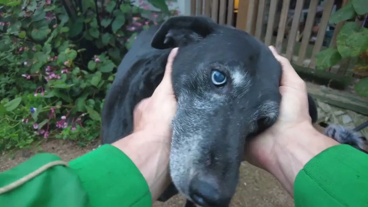 Tennessee Holler: Southern Man Walks Miss Violet the Dog on Farm in Nashville