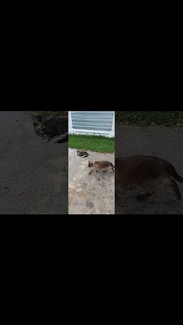 THEY JUST OUT HERE CHILLIN