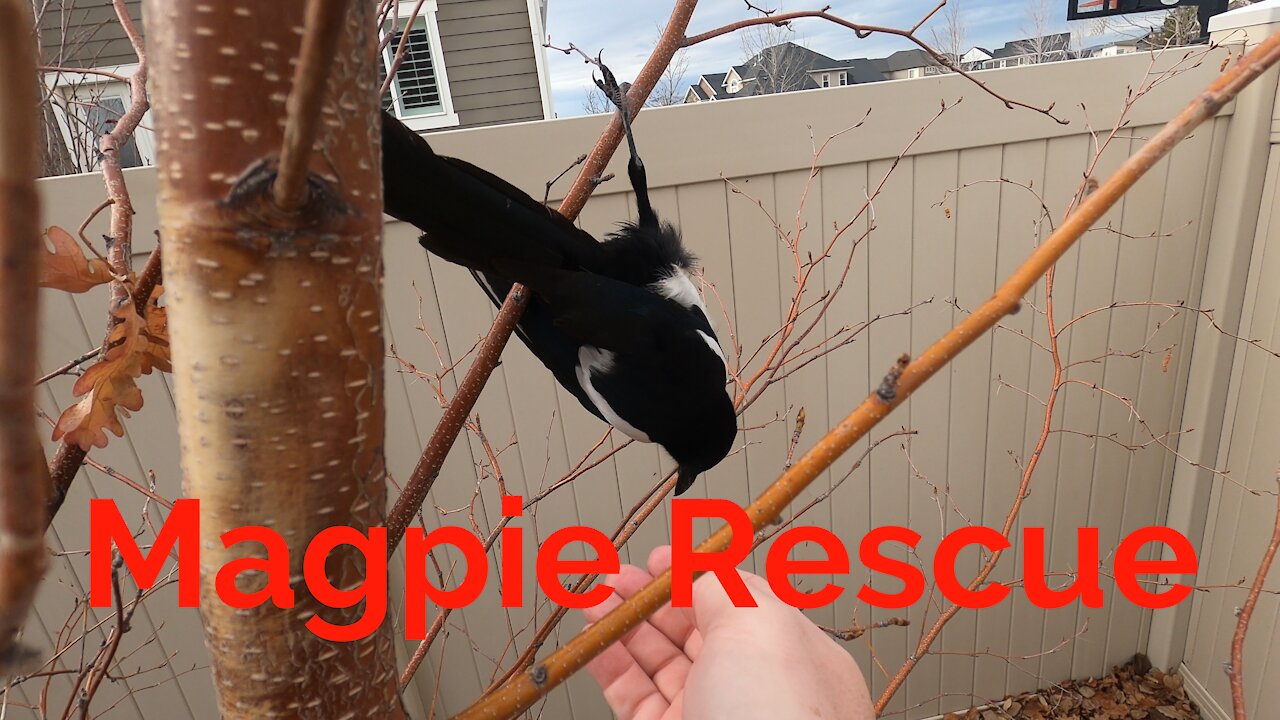 Magpie Rescue