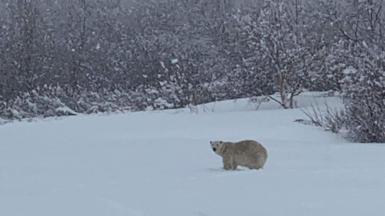 Ours polaire abattu: la narratif climato-paniqueux embarque